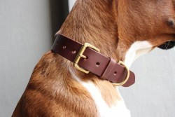 collier de chien en cuir