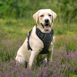 Rabbitgoo meilleur Harnais pour petit Chien 