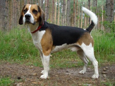 Beagle chien de chasse courant