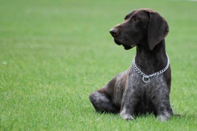 braque allemand chien chasse polyvalent