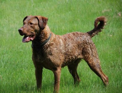 chien Chesapeake Bay Retriever