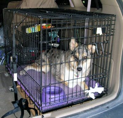 chien dans cage de transport voiture