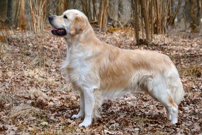 chien golden retriever chasse rapporteur