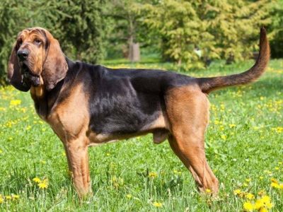 chien saint-hubert courant chasse