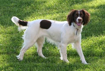 chien d'arret chasse springer