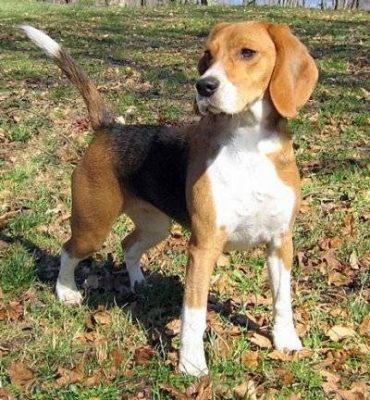 foxhound américain chien de chasse courant