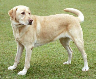 labrador chien de chasse rapporteur