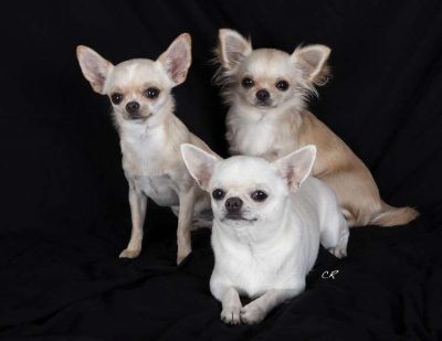 Chihuahuas chien aboie beaucoup