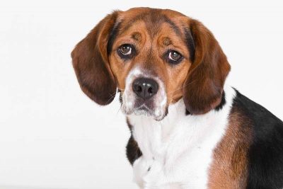 beagle petit chien aboyeur