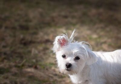 chiens maltais aboie le plus