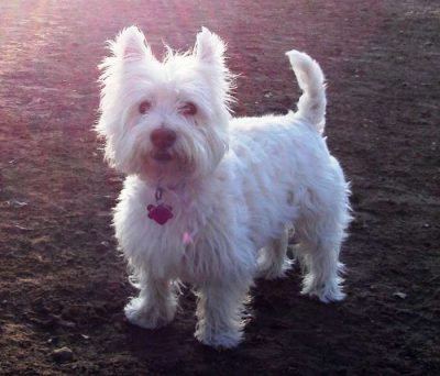 westie petit chien mignon