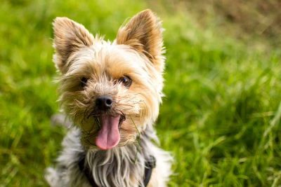 yorkshire chien grand aboyeur