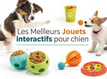 a-vibrant-collage-of-interactive-dog-toys-includin