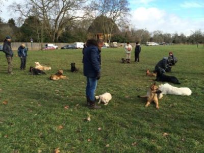 pension chien education canine paris