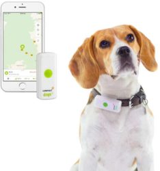 Weenect collier gps chien