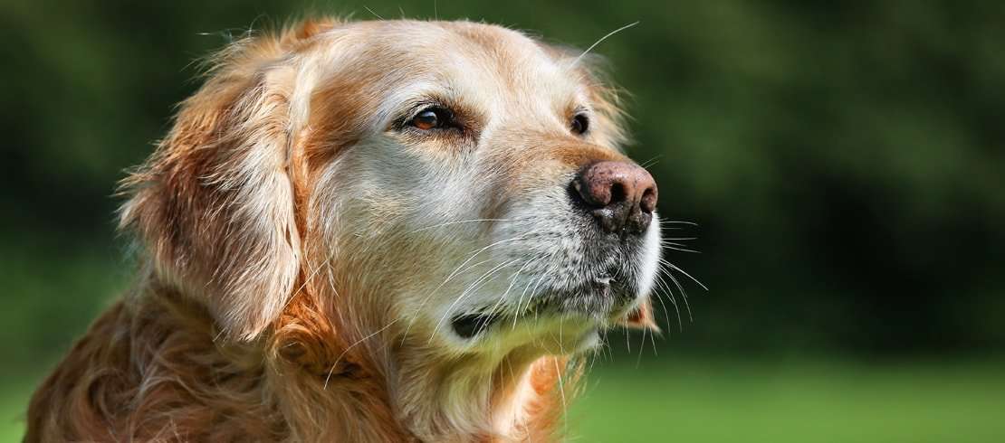 chien adulte grand âge labrador