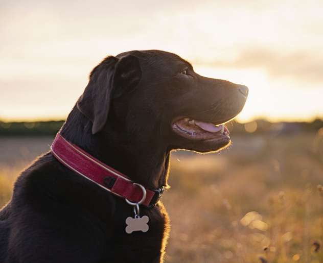 beau collier chien noir labrador