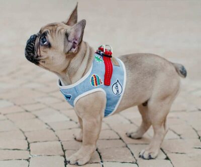 harnais sur bouledogue francais