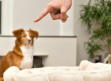 apprendre ordre chien-au panier