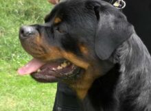 chien de categorie rottweiler