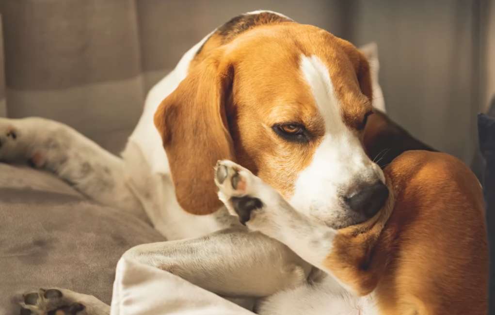 chien signe de stress