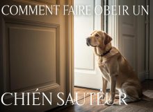 Chien bien dressé assis près d'une porte dans une pièce minimaliste, avec un texte en français 'Éducation canine pour chiens sauteurs'