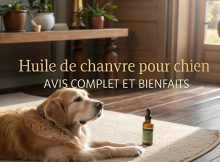 Un golden retriever confortablement allongé sur un tapis doux avec une petite bouteille d'huile de chanvre de haute qualité sur une table en bois près de lui.
