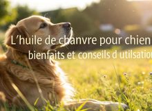 Un golden retriever au pelage brillant et en bonne santé est allongé dans un champ herbeux éclairé par la lumière du soleil, avec un compte-gouttes d'huile de chanvre en focus à côté de lui, accompagné du texte 'L'huile de chanvre pour chien : Bienfaits et conseils d’utilisation'.